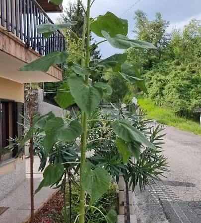 Corte Toffoletti Gæstehus Tarcento