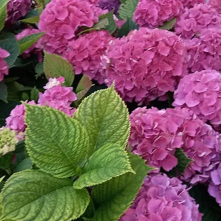 Gæstehus Corte Toffoletti